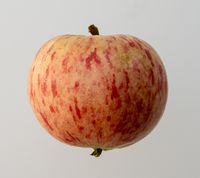 A12 æble